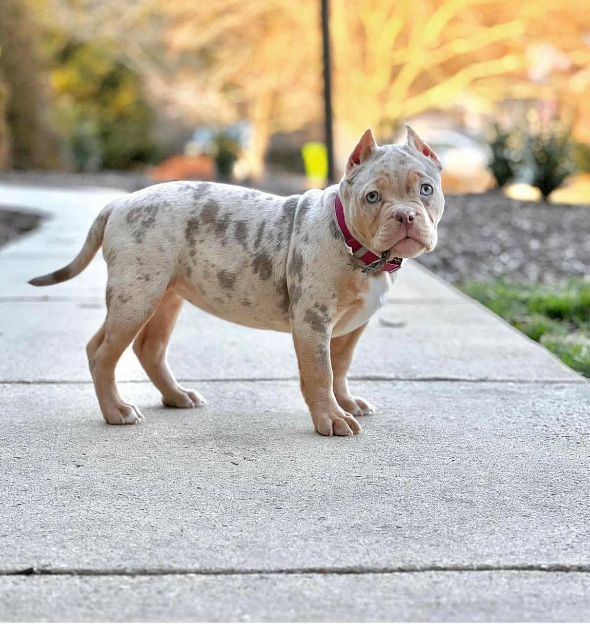 Mocha the chocolate American Bully